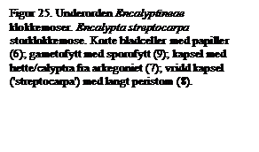 Tekstboks: Figur 25. Underorden Encalyptineae klokkemoser. Encalypta streptocarpa storklokkemose. Korte bladceller med papiller (6); gametofytt med sporofytt (9); kapsel med hette/calyptra fra arkegoniet (7); vridd kapsel ('streptocarpa') med langt peristom (8).

