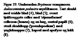 Tekstboks: Figur 29. Underorden Bryineae vrangmoser. Aulacomnium palustre myrfiltmose. Trt skudd med vridde blad (4); blad (5); svrt tjukkveggete celler med 'stjerneformet' cellerom (lumen) og en hg, sentral papill (6); steril skuddtopp ('pseudopodium') med yngleknopper (7); kapsel med apofyse og lokk (8).

