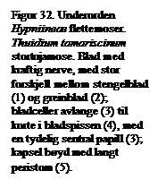 Tekstboks: Figur 32. Underorden Hypniineae flettemoser. Thuidium tamariscinum stortujamose. Blad med kraftig nerve, med stor forskjell mellom stengelblad (1) og greinblad (2); bladceller avlange (3) til korte i bladspissen (4), med en tydelig sentral papill (3); kapsel byd med langt peristom (5).