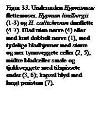 Tekstboks: Figur 33. Underorden Hypniineae flettemoser. Hypnum lindbergii (1-3) og H. callichroum dunflette (4-7). Blad uten nerve (4) eller med kort dobbelt nerve (1), med tydelige bladhjrner med strre og mer tynnveggete celler (2, 5); midtre bladceller smale og tjukkveggete med tilspissete ender (3, 6); kapsel blyd med langt peristom (7).