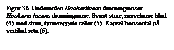 Tekstboks: Figur 36. Underorden Hookeriineae dronningmoser. Hookeria lucens dronningmose. Svrt store, nervelause blad (4) med store, tynnveggete celler (5). Kapsel horisontal p vertikal seta (6).

