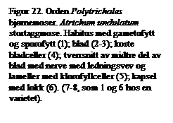 Tekstboks: Figur 22. Orden Polytrichales bjrnemoser. Atrichum undulatum stortaggmose. Habitus med gametofytt og sporofytt (1); blad (2-3); korte bladceller (4); tverrsnitt av midtre del av blad med nerve med ledningsvev og lameller med klorofyllceller (5); kapsel med lokk (6). (7-8, som 1 og 6 hos en varietet).

