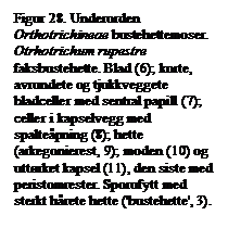 Tekstboks: Figur 28. Underorden Orthotrichineae bustehettemoser. Otrhotrichum rupestre faksbustehette. Blad (6); korte, avrundete og tjukkveggete bladceller med sentral papill (7); celler i kapselvegg med spaltepning (8); hette (arkegonierest, 9); moden (10) og uttrket kapsel (11), den siste med peristomrester. Sporofytt med sterkt hrete hette ('bustehette', 3).

