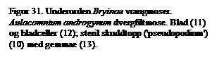 Tekstboks: Figur 31. Underorden Bryinae vrangmoser. Aulacomnium androgynum dvergfiltmose. Blad (11) og bladceller (12); steril skuddtopp ('pseudopodium') (10) med gemmae (13).