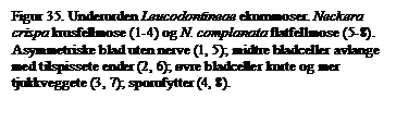 Tekstboks: Figur 35. Underorden Leucodontineae ekornmoser. Neckera crispa krusfellmose (1-4) og N. complanata flatfellmose (5-8). Asymmetriske blad uten nerve (1, 5); midtre bladceller avlange med tilspissete ender (2, 6); vre bladceller korte og mer tjukkveggete (3, 7); sporofytter (4, 8).

