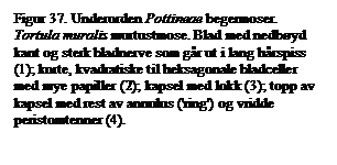 Tekstboks: Figur 37. Underorden Pottineae begermoser. Tortula muralis murtustmose. Blad med nedbyd kant og sterk bladnerve som gr ut i lang hrspiss (1); korte, kvadratiske til heksagonale bladceller med mye papiller (2); kapsel med lokk (3); topp av kapsel med rest av annulus ('ring') og vridde peristomtenner (4).

