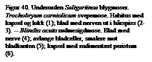 Tekstboks: Figur 40. Underorden Seligeriinae blygmoser. Trochobryum carniolicum svepemose. Habitus med kapsel og lokk (1); blad med nerven ut i hrspiss (2-3).    Blindia acuta rdmesigdmose. Blad med nerve (4); avlange bladceller, smalere mot bladkanten (5); kapsel med rudimentrt peristom (6).